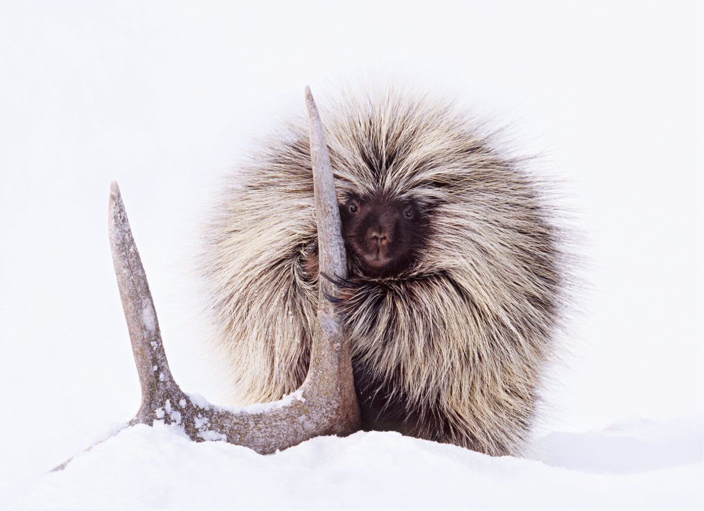 Wie im Schnee erstarrt wirkt dieses Stachelschwein in Nordamerika.