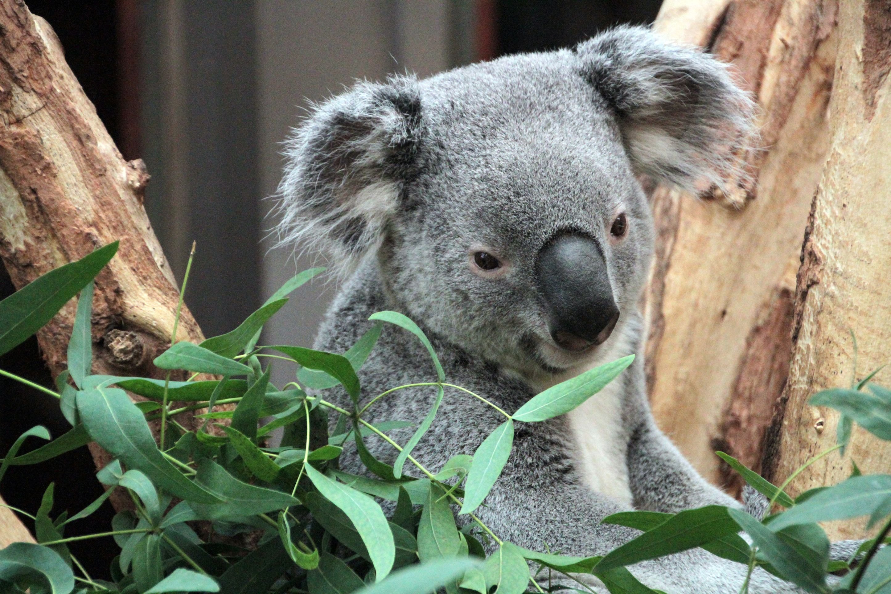 Koalamännchen Oobi Ooobi gehört zu den Lieblingen der Zoobesucher.