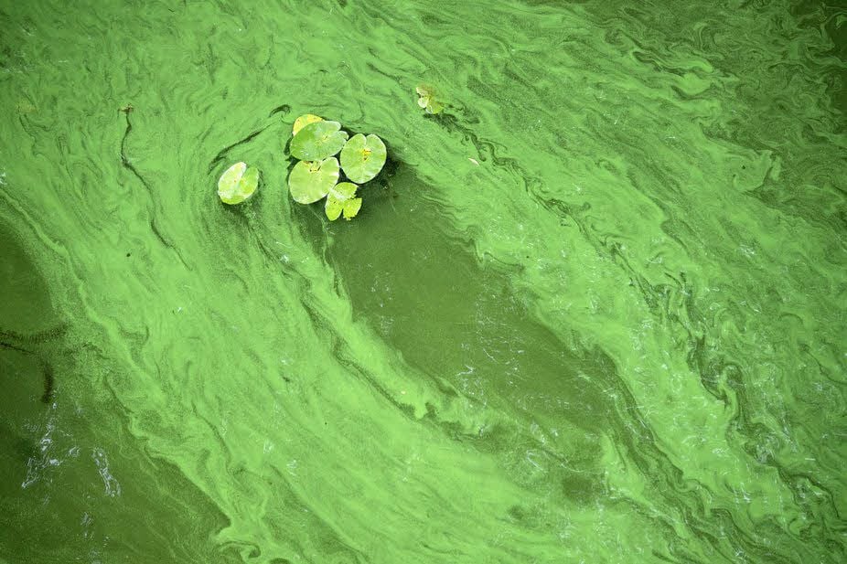 Ein Blaualgenteppich ist in Gewässern mit vielen Wasserpflanzen eher unwahrscheinlich.