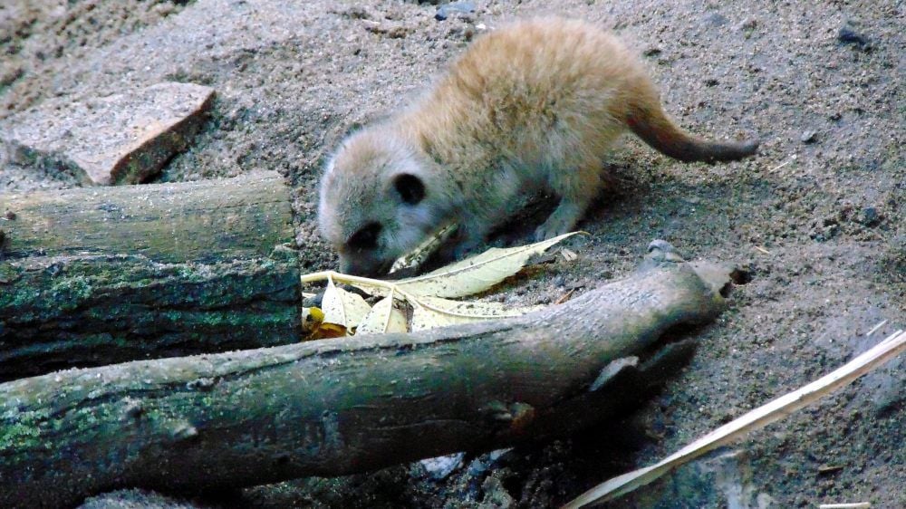 Eins der beiden kleinen Erdmännchen ist am Bauen und hilft seiner Familie bei der Gestaltung des Geheges mit.