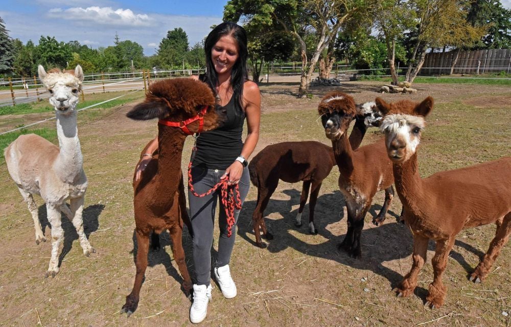 Caroline Osterburg mit ihren fünf Alpakas - Horst, Alisar, Odin, Heiko und Pit - auf ihrem Fellhof in Mehringen.