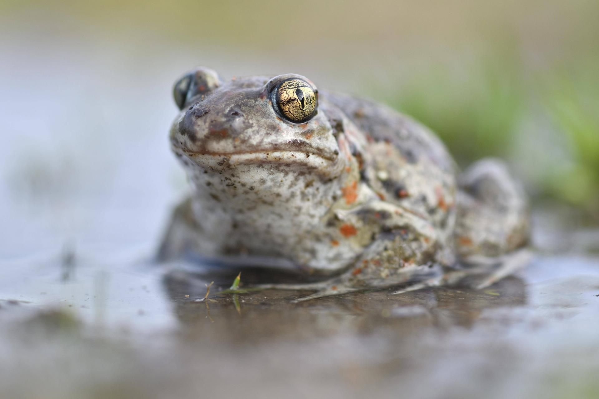 Das größte Vorkommen von Knoblauchkröten in Sachsen-Anhalt befindet sich entlang der Trasse der B6n.