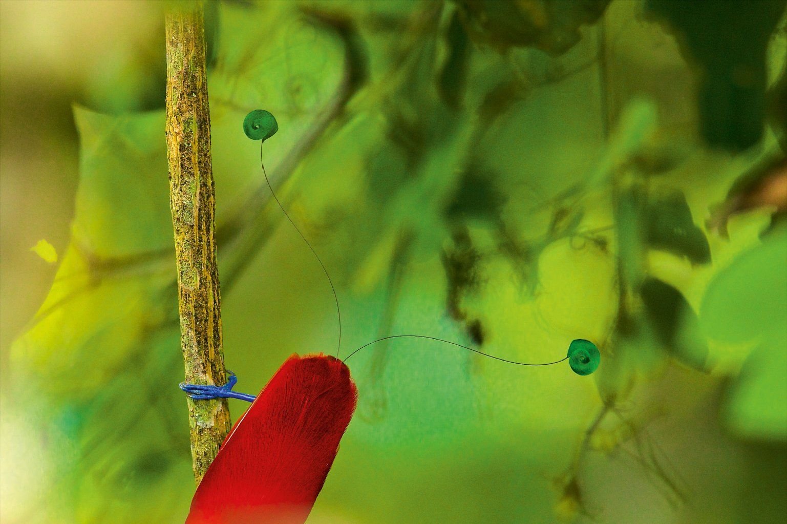Toller Farbkontrast: Roter Vogel und grüner Regenwald.