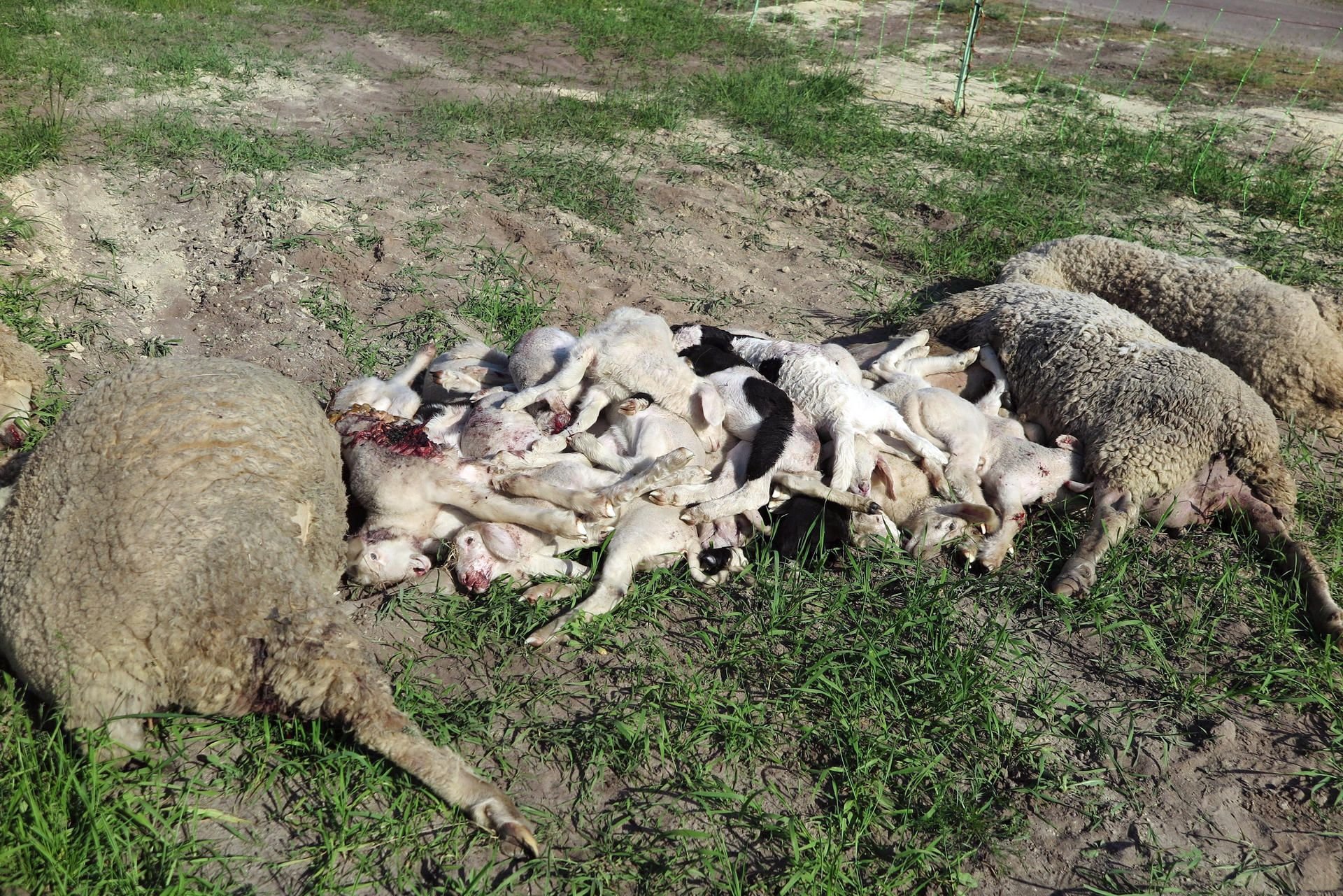 Gerissene Schafe liegen auf einer Wiese in Kummersdorf (Teltow-Fläming, Brandenburg).