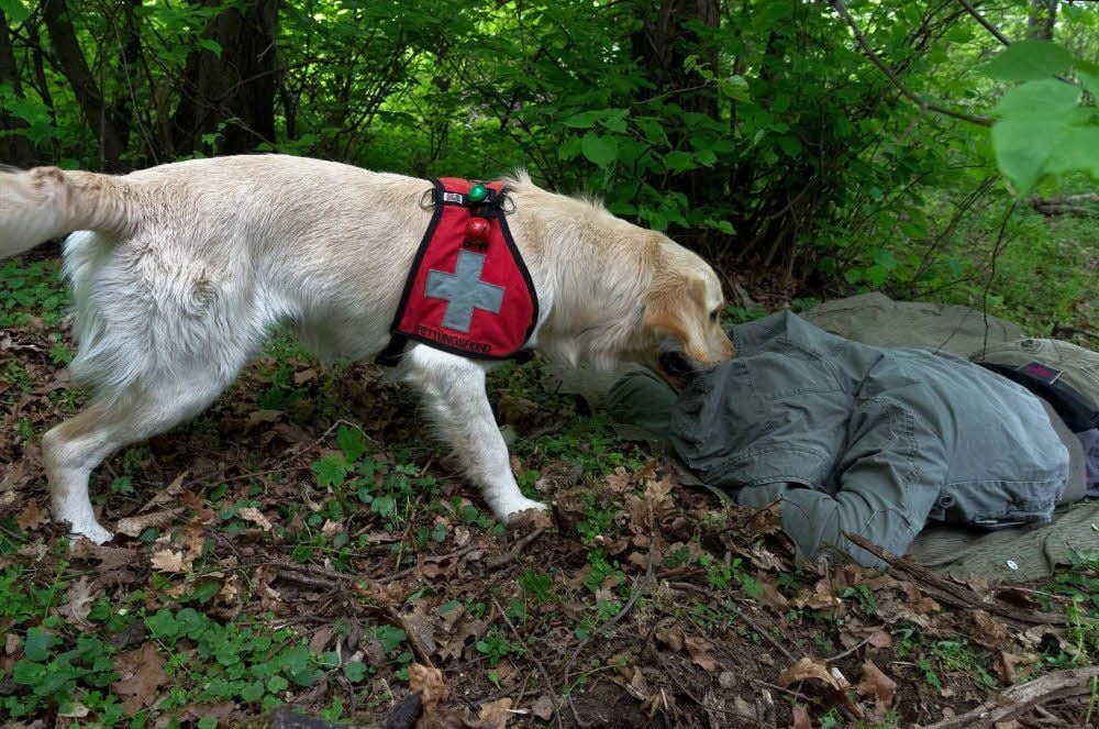 Wie aus dem Lehrbuch: Spürhund Bruce sucht und findet das Opfer und weist durch Bellen darauf hin.