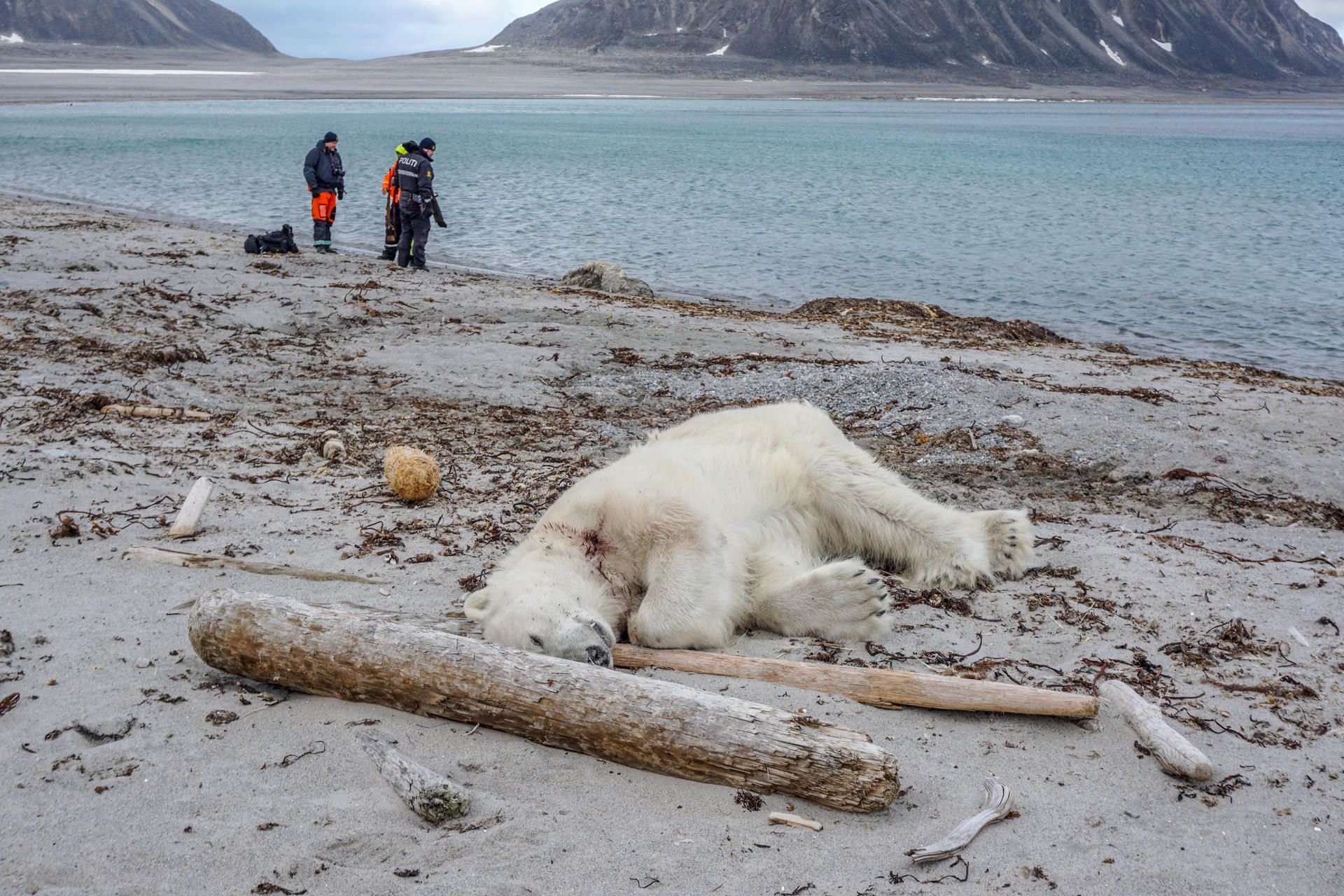 Nach dem Angriff auf ein Crew-Mitglied wurde der Eisbär erschossen.