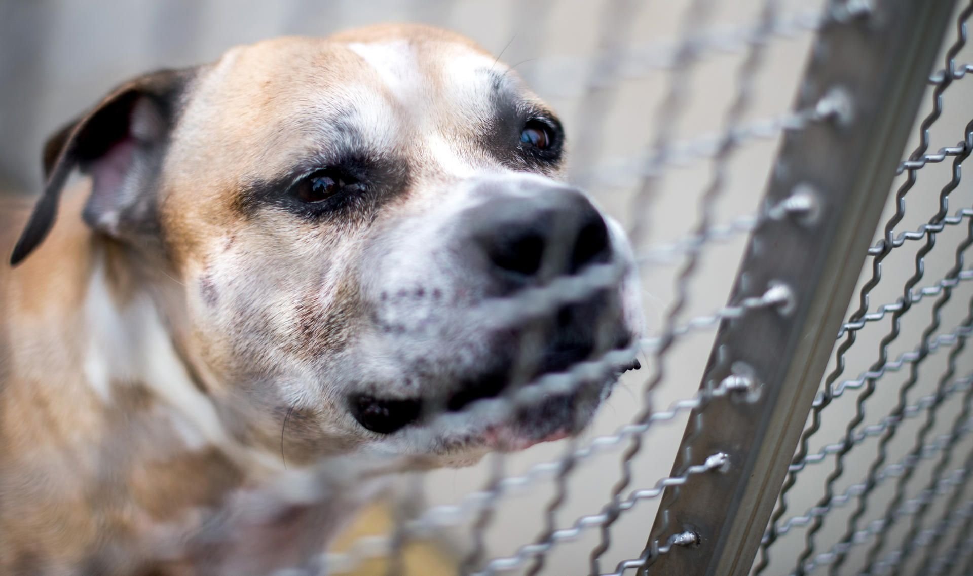 Der Staffordshire-Terrier-Mischling „Chico“ ist eingeschläfert worden.