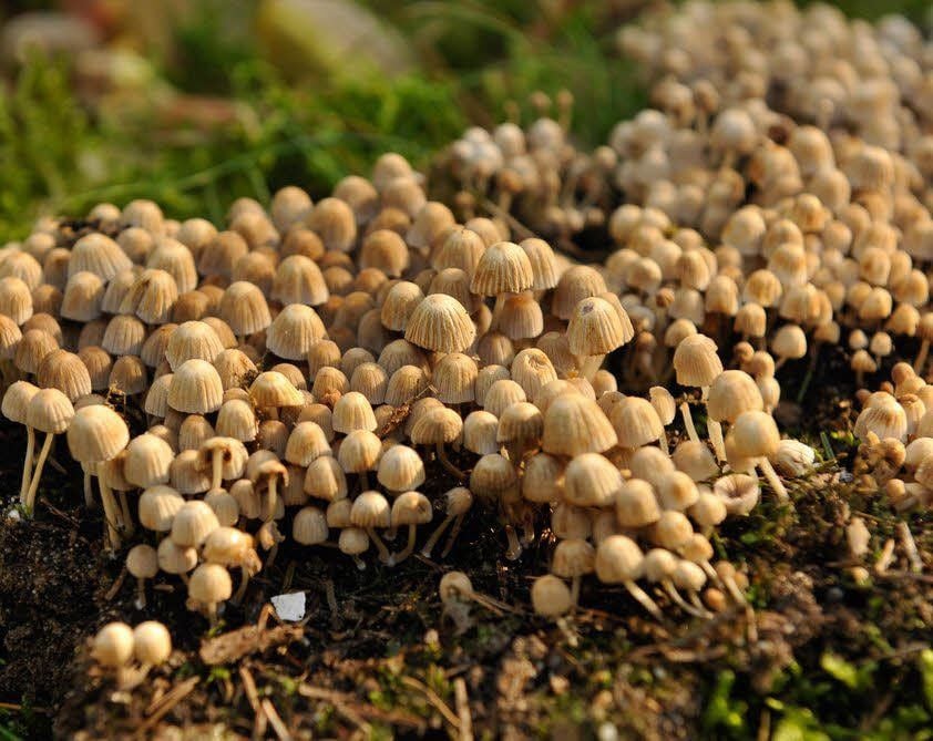Auch in diesem Jahr lockt eine Pilz-Schau im Naturlehrgarten.