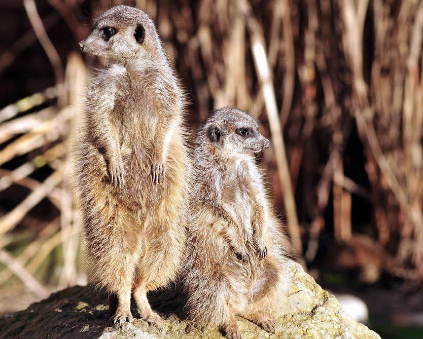 Groß und klein. Die Erdmännchen sind jetzt schon zu elft.