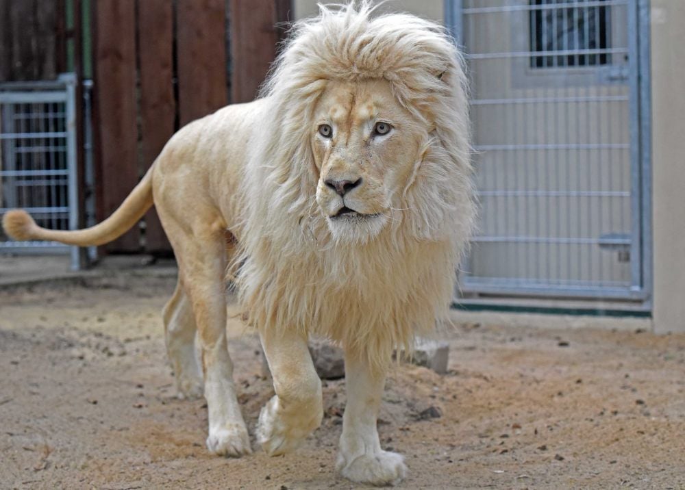 Der weiße Löwe Sambesi erforscht sein neues Außengehege im Ascherslebener Zoo - und ist begeistert.