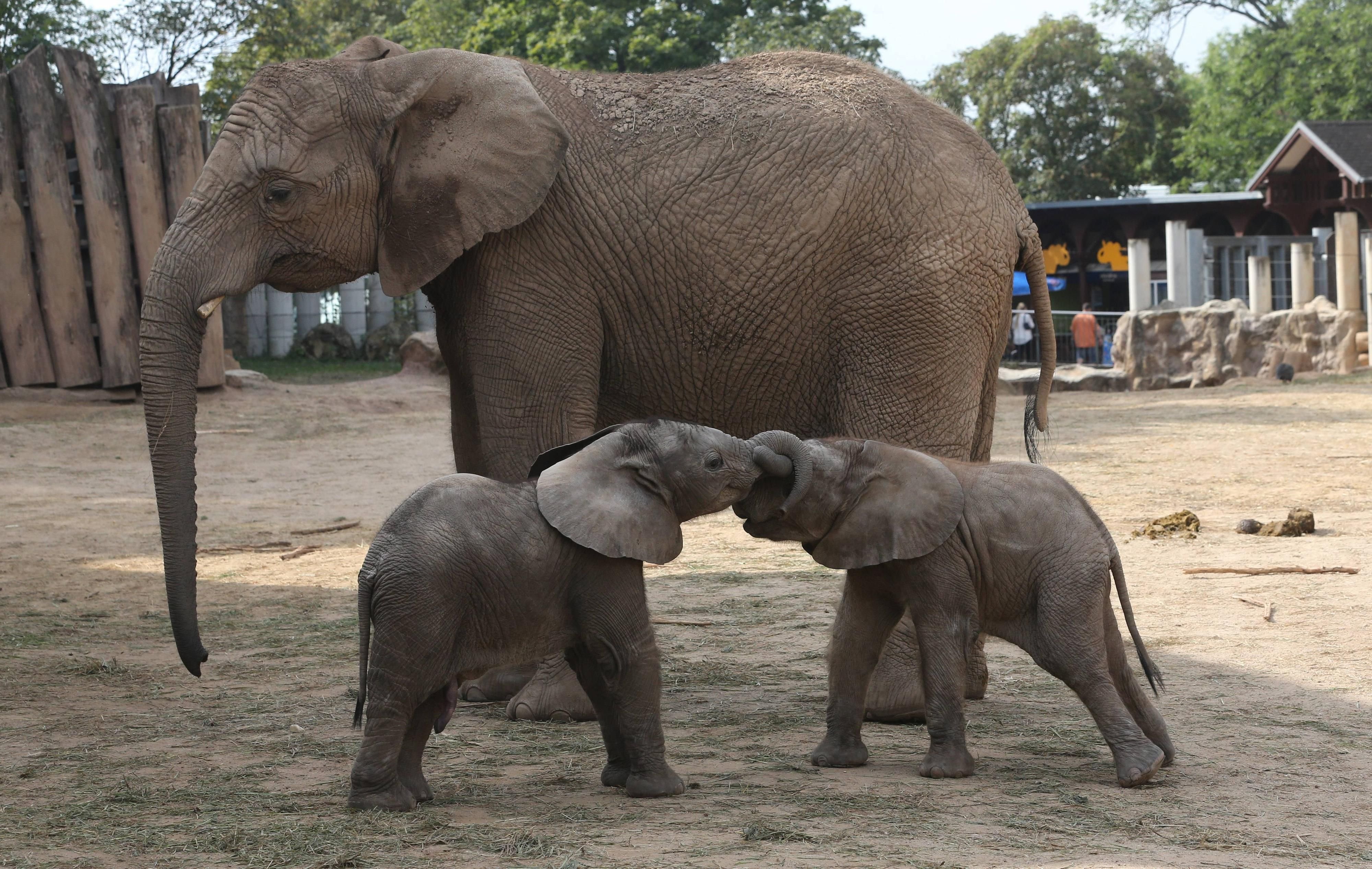 Die Elefantenbabies Tamika und Ayo vor spielen im Gehege im Bergzoo Halle..