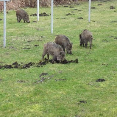 Immer wieder wurden in Bitterfeld auch tagsüber Wildschweine gesichtet.