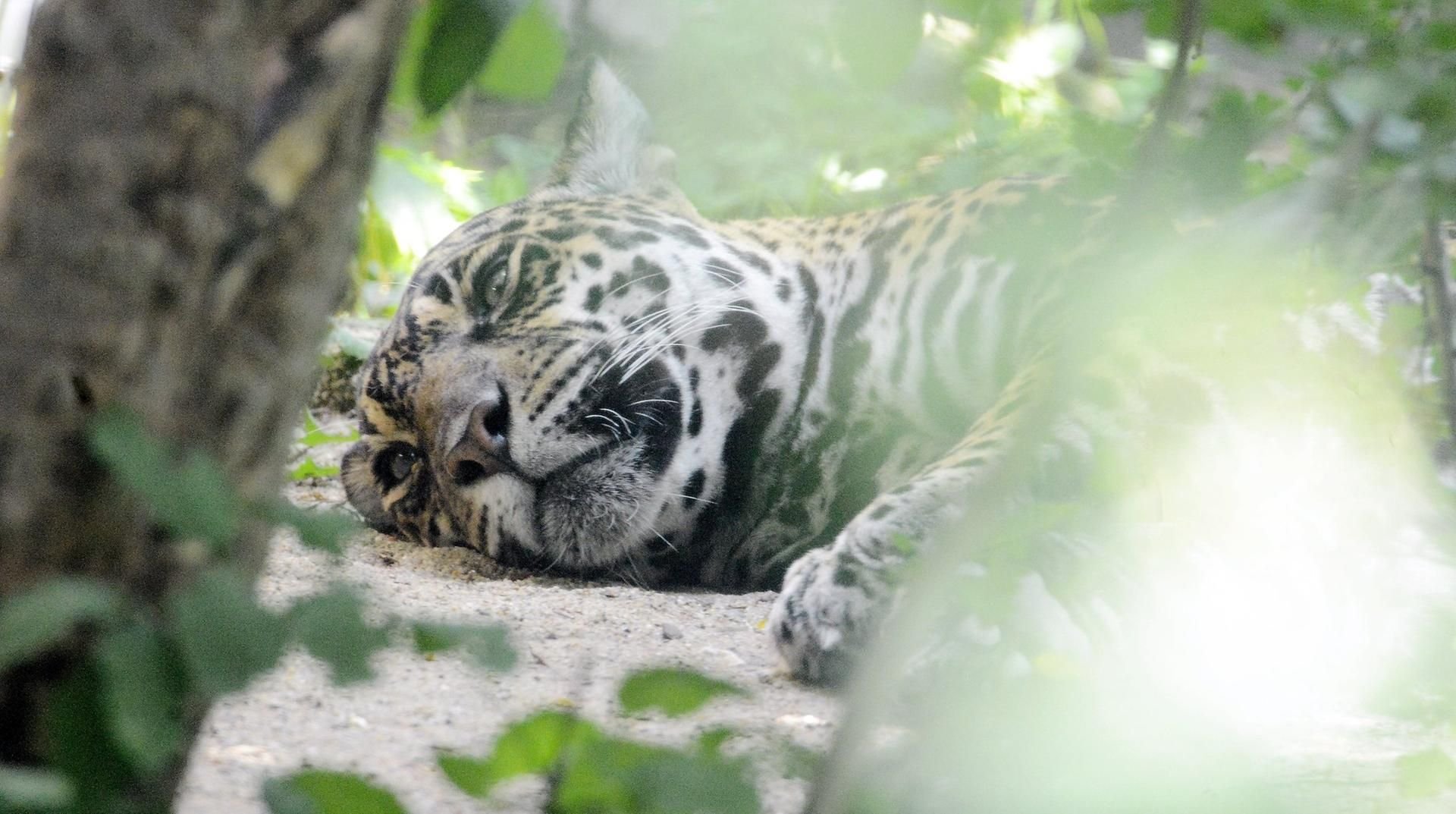 Jaguar-Dame Ladybird ist tot