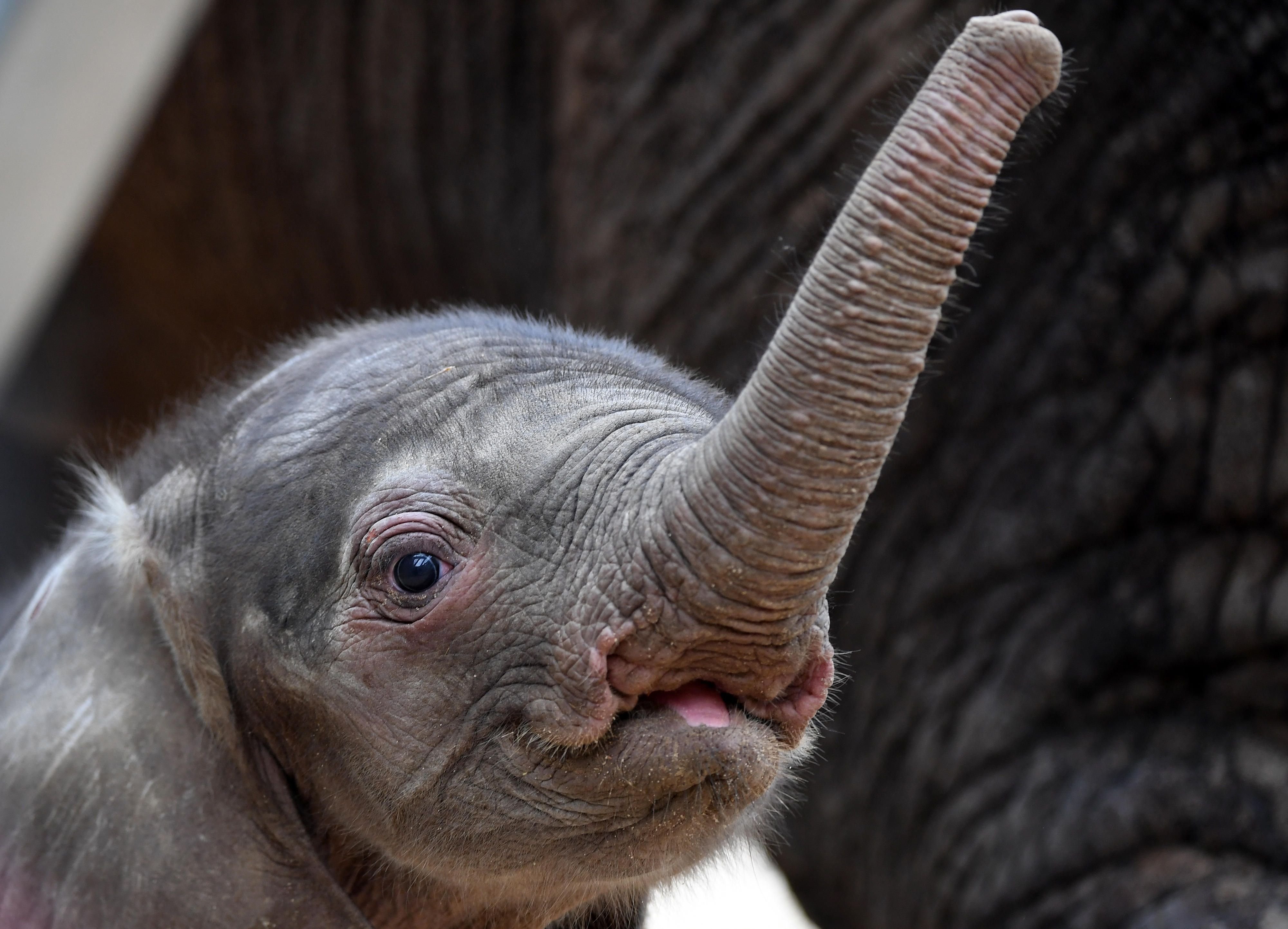 Noch etwas tapsig erkundet das neugeborene Elefantenbaby im Bergzoo in Halle im Juni sein neues Reich.