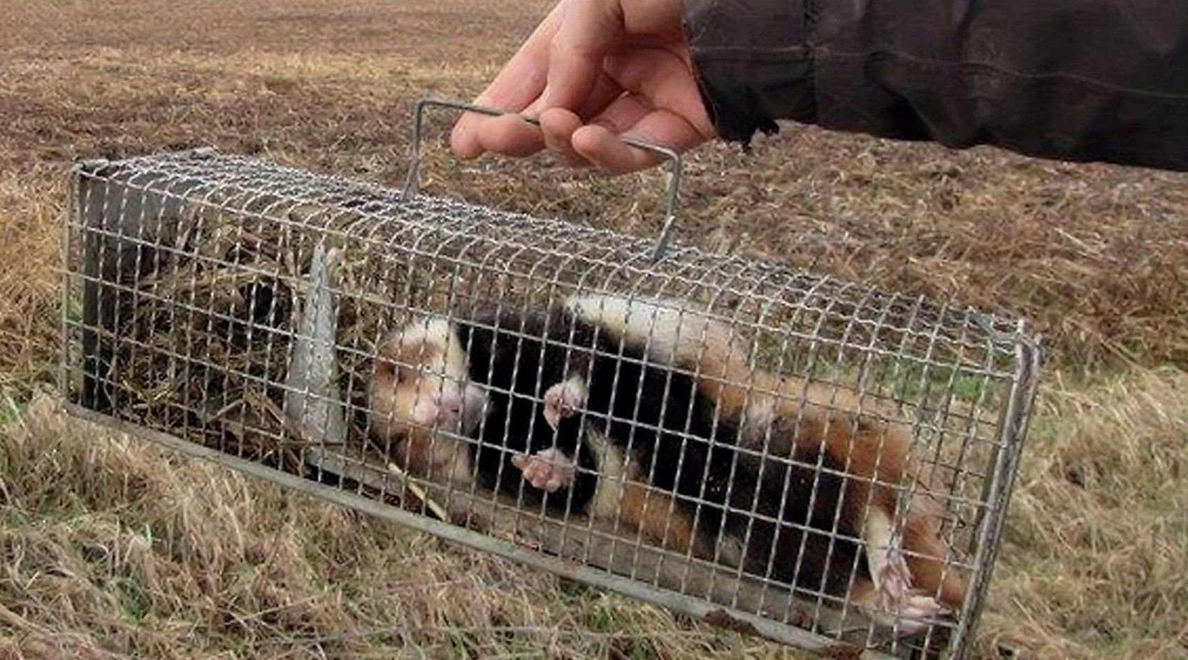 Die Hamster in Sangerhausen dürfen nicht ausgegraben werden.