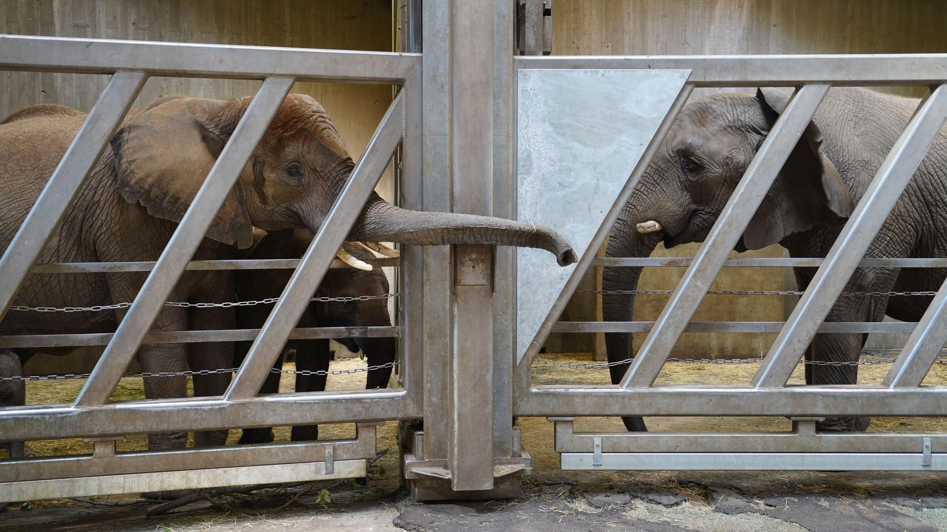 Erstes Berüsseln: Elefantendame Pori lernt ihre Familienmitglieder im Bergzoo kennen.