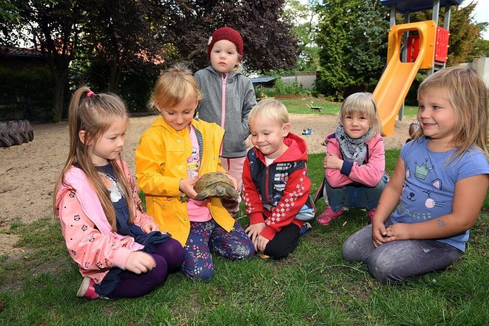 In der Kita „Spielhaus“ in Großpaschleben lebt eine russische Steppenschildkröte. Diese ist ausgebüchst und wurde tagelang gesucht. Nun ist „Schnappi“ wieder zurück und alle Kinder, wie Zoey (von l.n.r.), Amelie, Julie, Luis, Betty und Emma freuen sich.