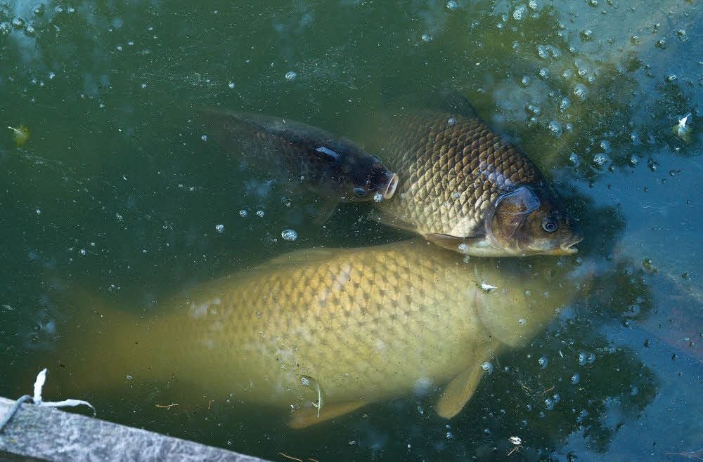 Der Kurparkteich ist umgekippt. Hunderte Fische sind in dem Gewässer in der vergangenen Woche vermutlich qualvoll erstickt.