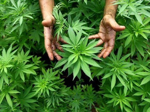 Cannabis (lat. «cannabis»: Hanf) ist der Sammelbegriff für die aus Hanf hergestellten Rauschmittel wie Haschisch (gepresstes Harz der Pflanze) und Marihuana (getrocknete weibliche Blüten).