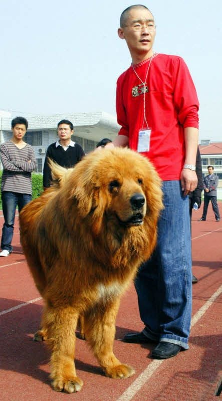 Tibetdoggen, hier ein Symbolbild, stammen aus der Hochebene des Himalaya.