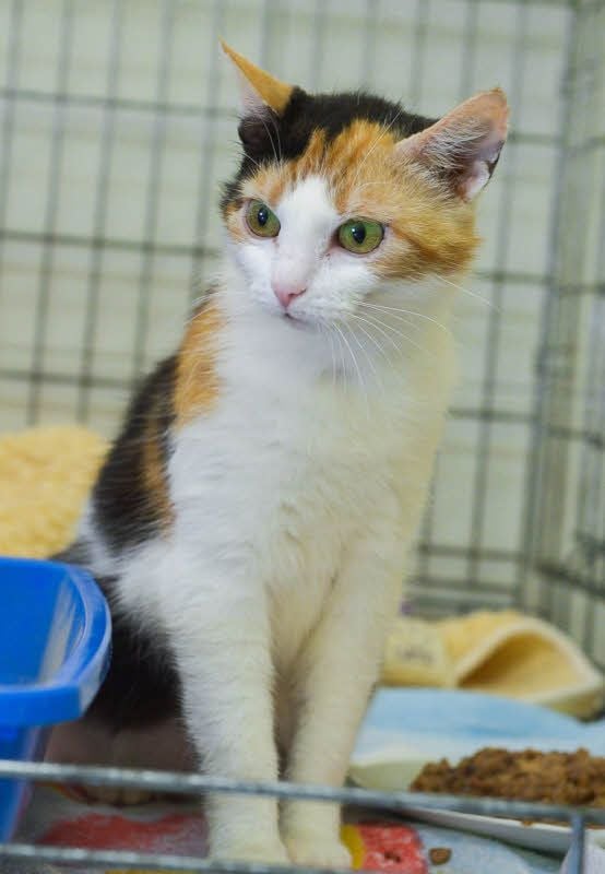 Die Katzenmutter wird im Tierheim in Köthen versorgt.