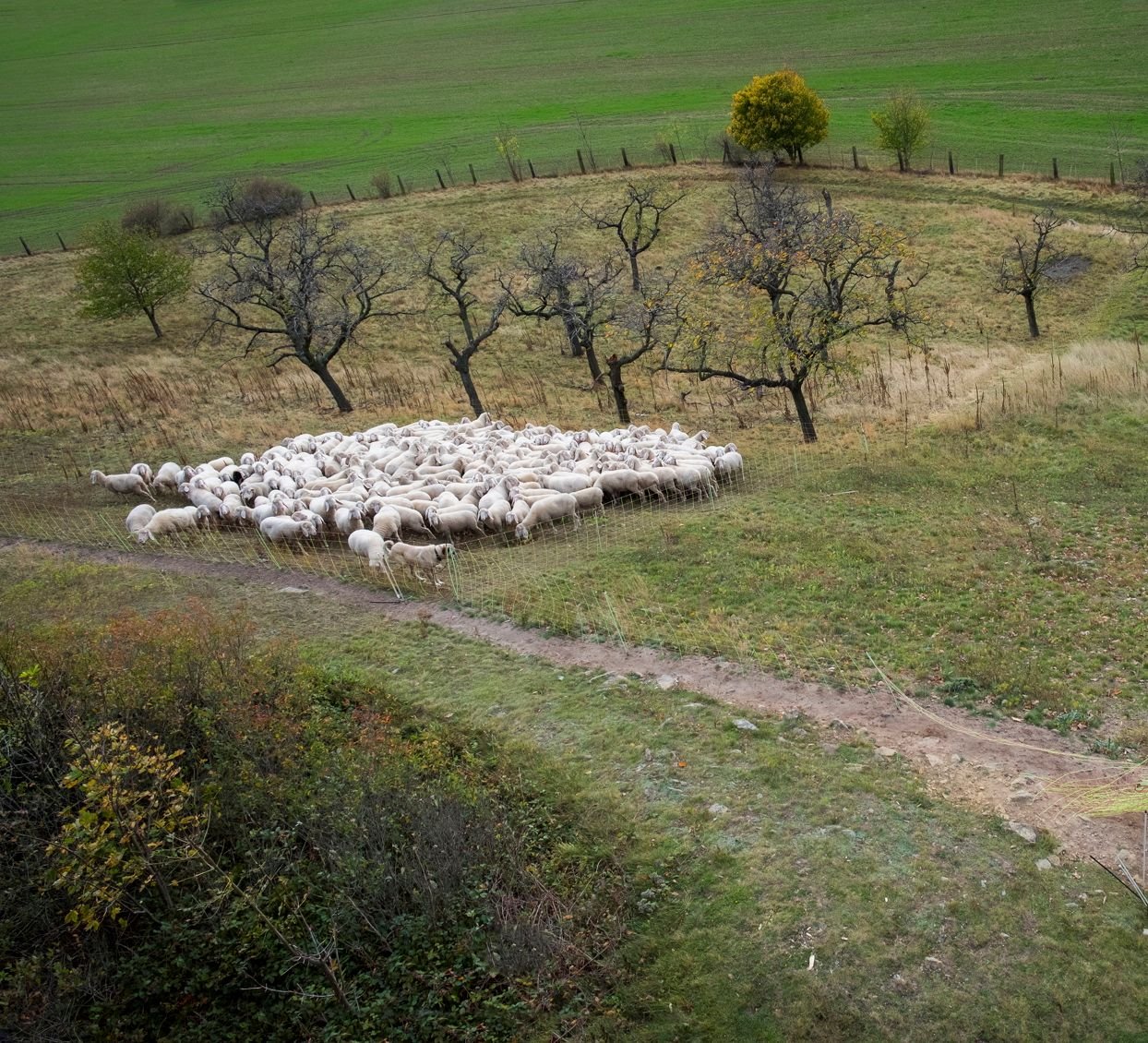 Eine Herde Schafe weidet auf einer Wiese.