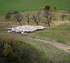 Eine Herde  Schafe weidet auf einer Wiese.