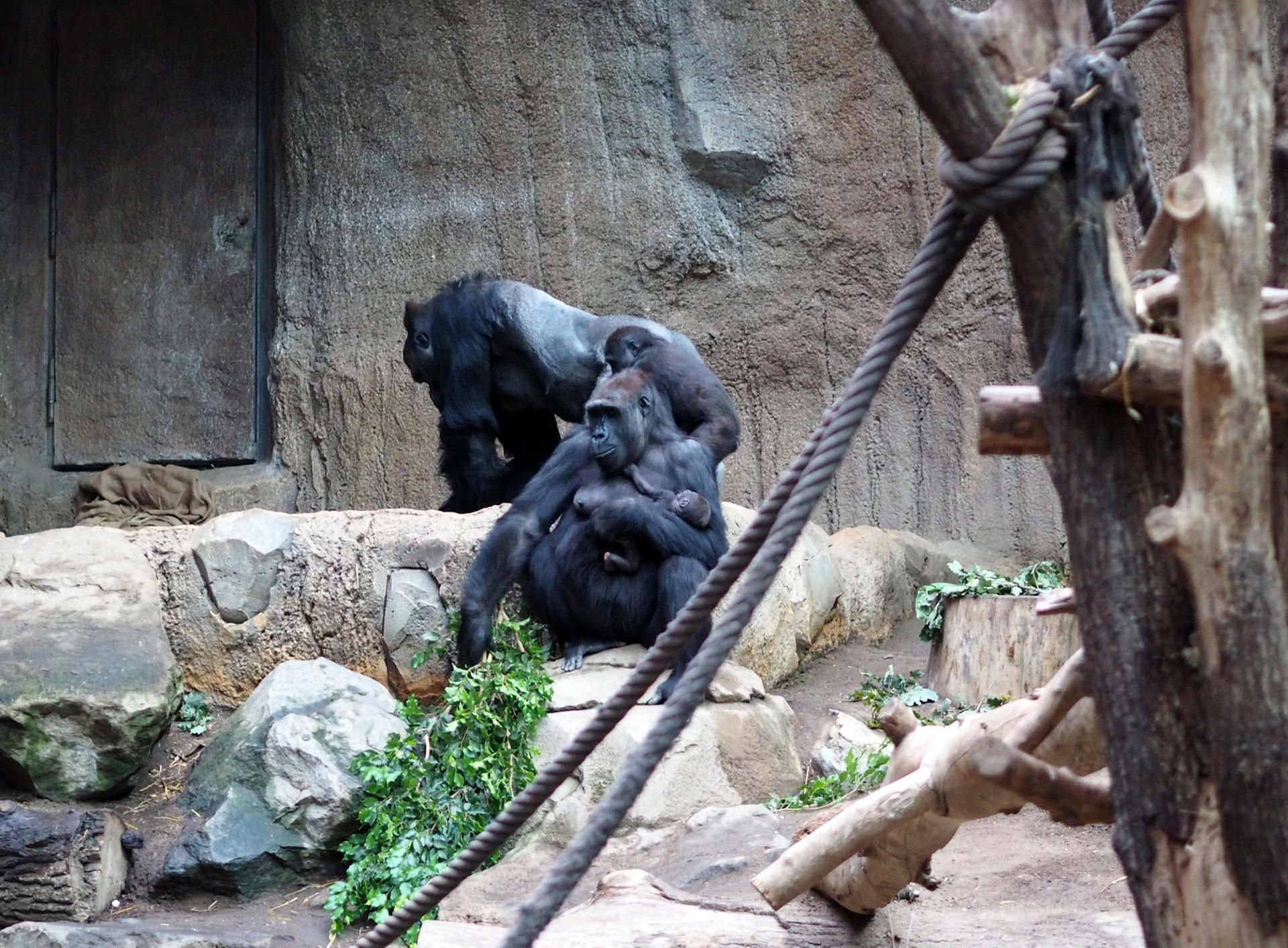 Die Gorillagruppe im Zoo Leipzig: Vater Abeeku mit Mutter Kibara und dem Baby.
