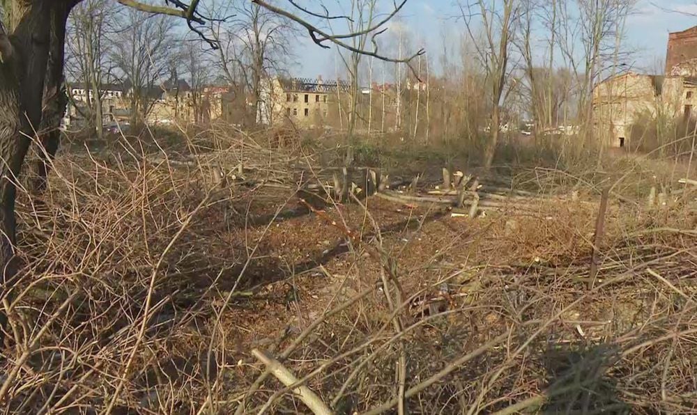 Baumfällungen, wie hier am am Thüringer Bahnhof, sorgen in Halle immer wieder für Proteste.