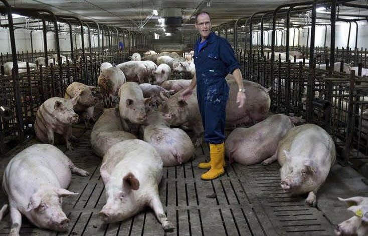 Wie sich Adrianus Straathof selbst gern sieht - als Schweinezüchter.