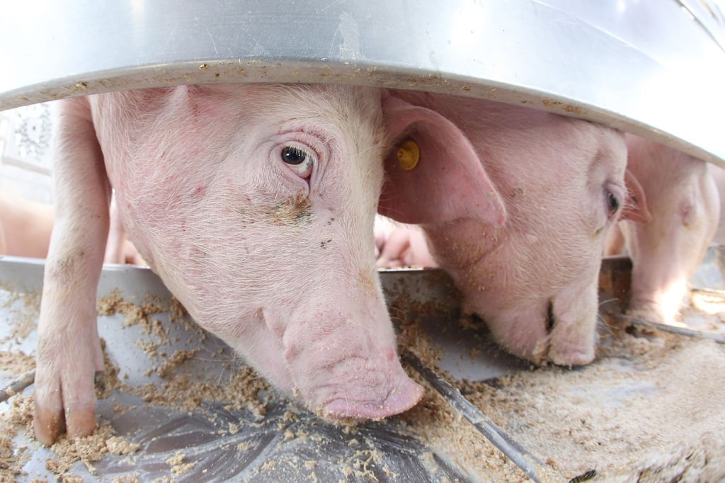 Schweine stehen auf der Agrarmesse Norla in Rendsburg.