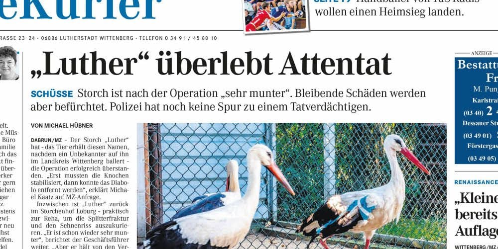 So berichtete die Mitteldeutsche Zeitung im September über den angeschossenen Storch Luther.