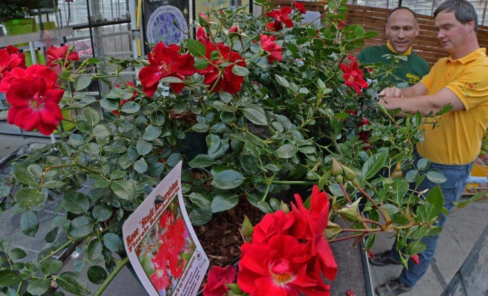 Die Aschersleben-Rose ist in der Gärtnerei Hoffmann zu haben. 2,50 Euro des Verkaufserlöses gehen an den Verschönerungsverein.