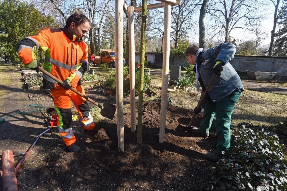 Auf dem Friedhof in Aschersleben kommen junge Bäume in die Erde.