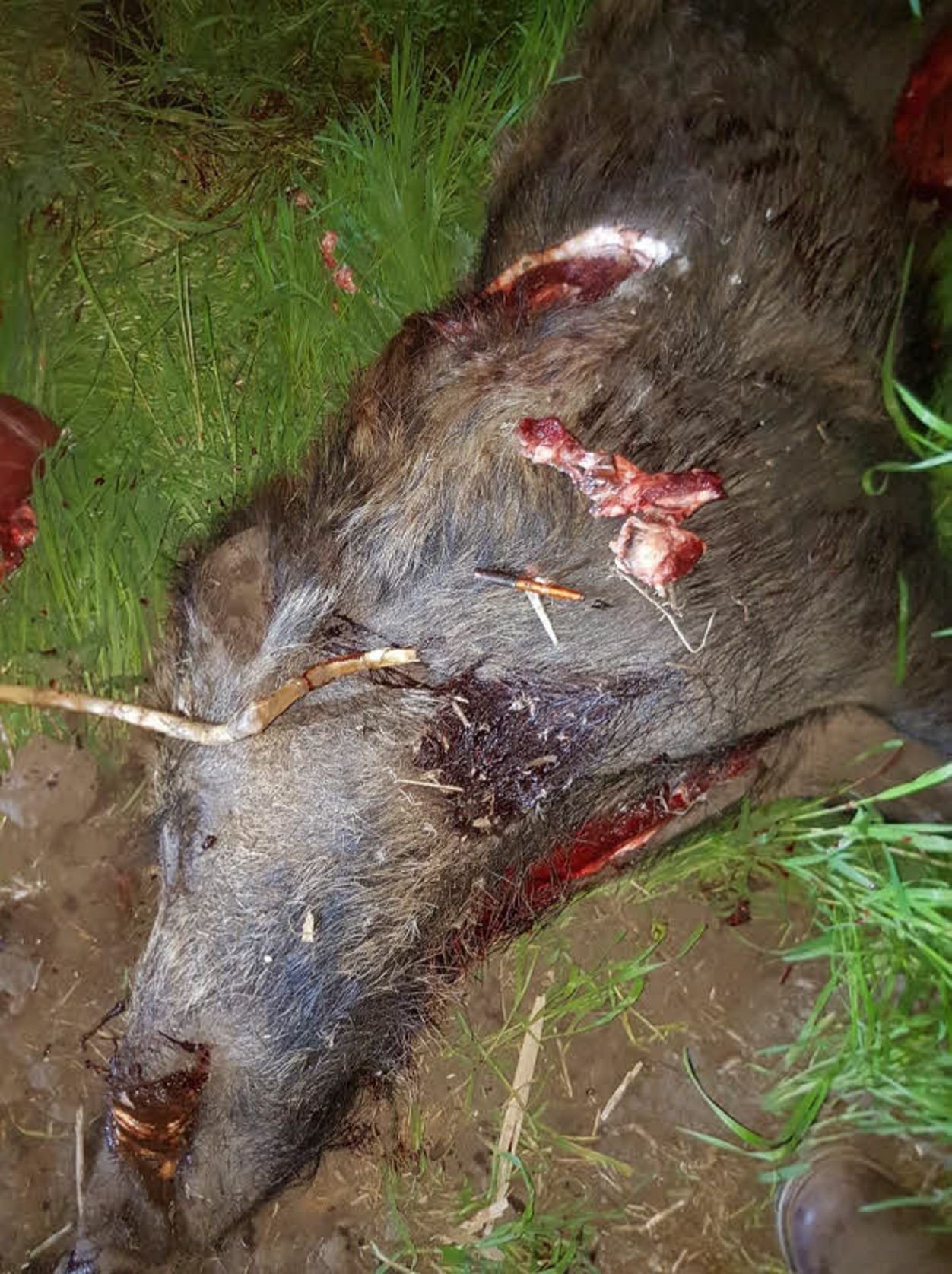 Der orangefarbene Pfeil steckt noch in der Schulter des Wildschweins, das auf einem Feld zwischen Cörmigk und Preußlitz erlegt worden ist.