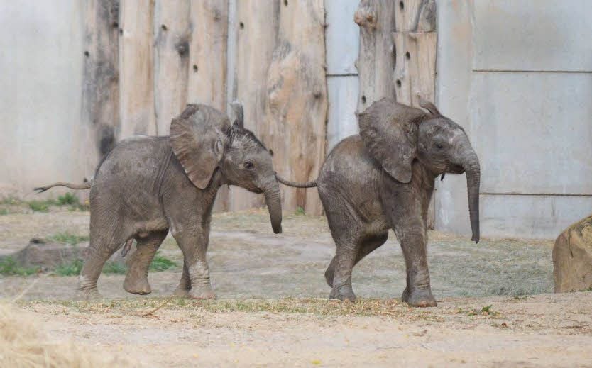 Die beiden Jungtiere Tamika und Ayo fühlen sich auf der Anlage pudelwohl.