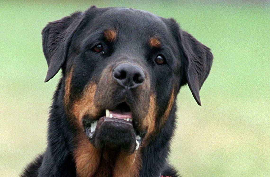 Ein Rottweiler