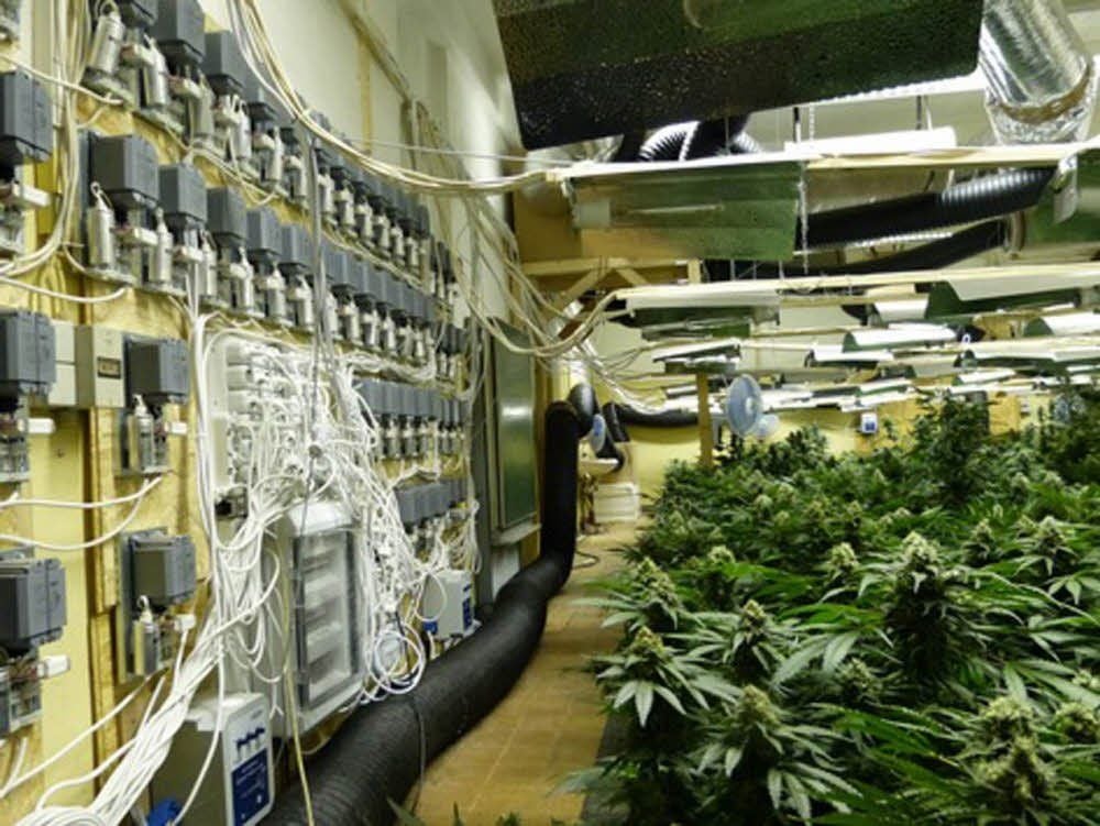 Dieses Bild bot sich den Zollbeamten, als sie die riesige Plantage in Coswig entdeckten.