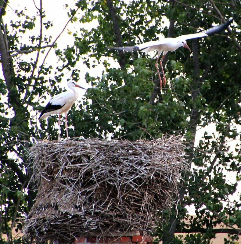 Der Lebiener Storch, hier startet er zum nächsten Flug, fühlt sich in Aderstedt im Harz offenbar wohl.