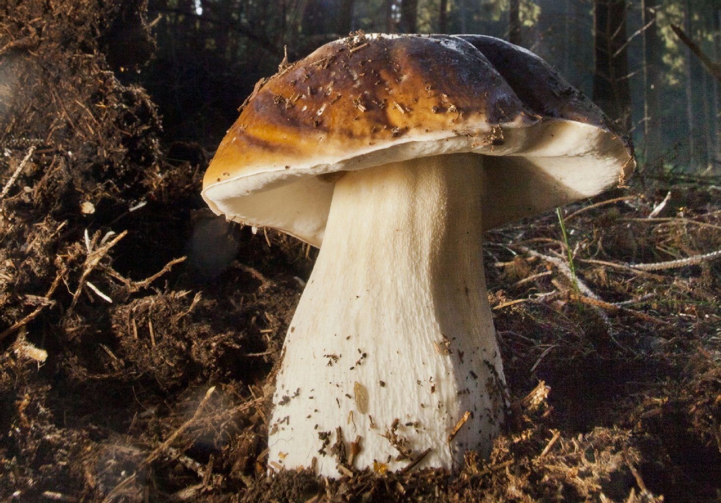 Ein großer Steinpilz steht im Wald: die Pilzsaison beginnt in diesem Jahr zeitig.