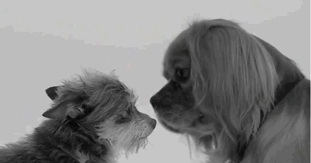 Vom Hundeschnüffeln bis Handjob, das Parodien zum Youtube-Hit "First Kiss" sind vielfältig.