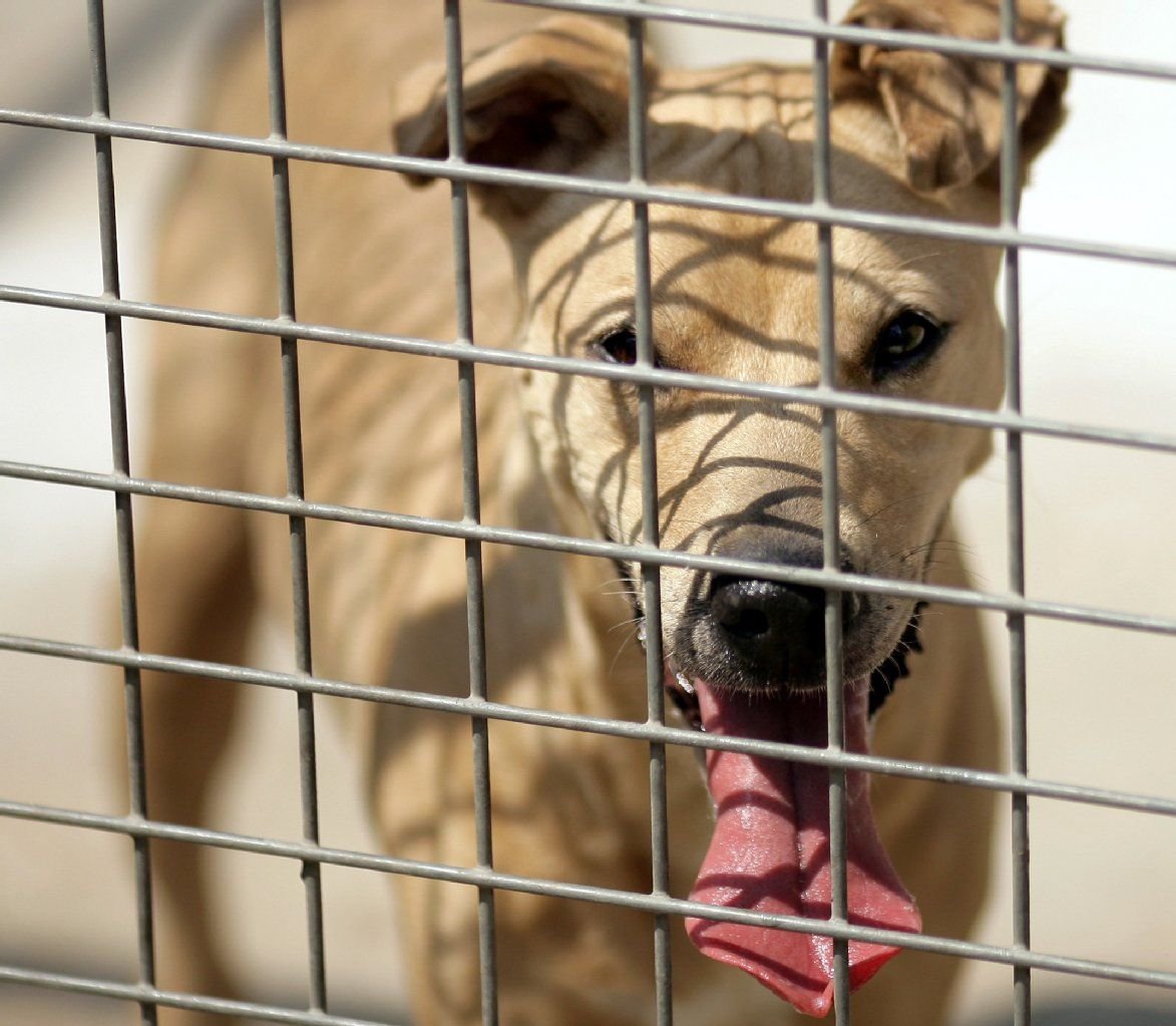 Ein Mischlingsrüde im Tierheim in Magdeburg. Viele Tierheime in Sachsen-Anhalt haben in den Sommermonaten ausgesetzte Tiere bei sich aufgenommen.