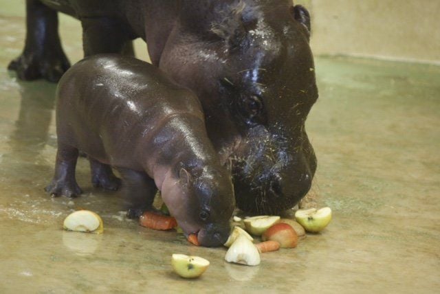 Fütterungszeit: Inola und Mama Samantha