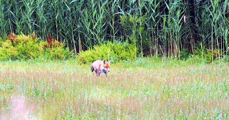 Ein Fuchs läuft über die ehemalige Wasserfläche, die nun zugewuchert ist.