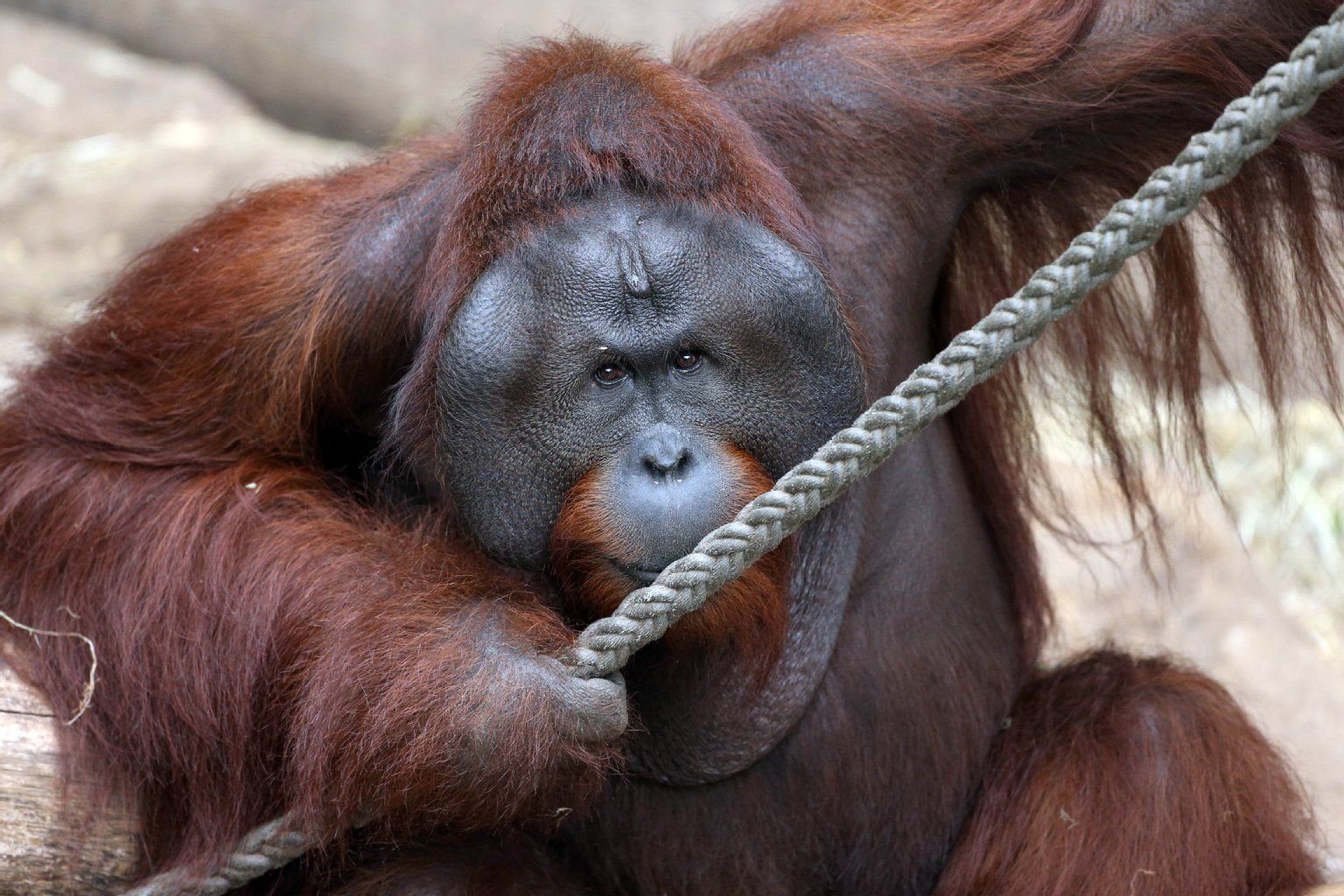 Ein Orang-Utan, aufgenommen im Allwetterzoo in Münster (Symbolbild)