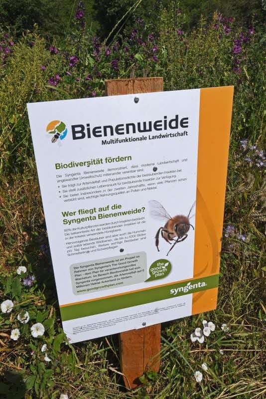 Informationen zum Projekt der Bienenweide bei Klein Schierstedt