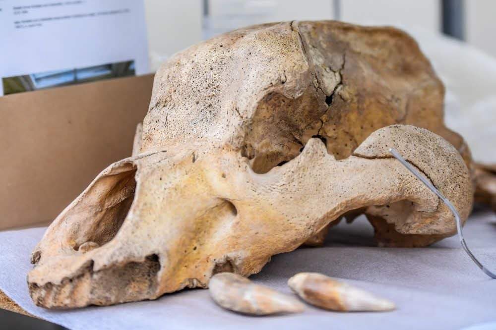 Der Schädel eines Höhlenbären aus der Hermannshöhle im Harz stammt aus der Weichsel-Kaltzeit, etwa 115.000 bis 11.590 Jahre vor unserer Zeit.