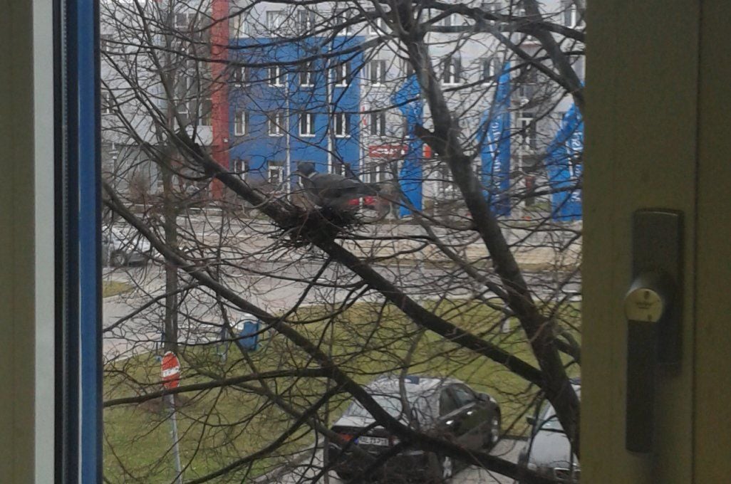 Eine Taube baut an ihrem Nest.