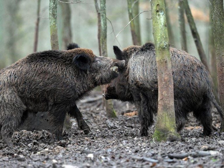 Wildschweine nehmen bei der Nahrungsaufnahme Cäsium in sich auf. Deswegen ist Wild - besonders in Teilen Süddeutschlands - teilweise auch noch heute hoch belastet.