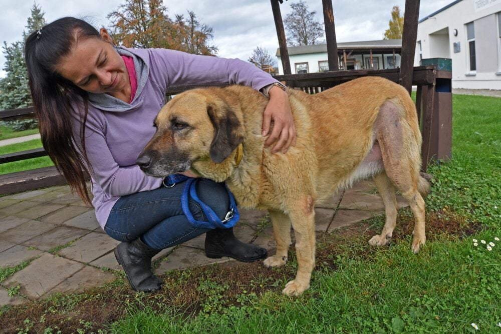 Mitarbeiterin Gina Pech ist mit der Hündin Lale im Tierheim schon wieder unterwegs.